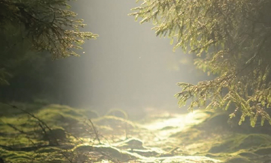 Wald